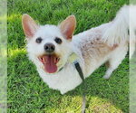 Small #3 Chihuahua Mix