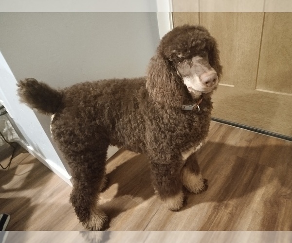 Medium Photo #2 Poodle (Standard) Puppy For Sale in BONNERS FERRY, ID, USA