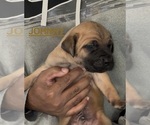Litter of 3 - Male Cane CorsoLitter of Puppies for Sale - Photo #2