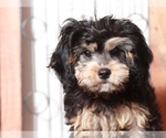 Small Photo #4 Cavapoo Puppy For Sale in NAPLES, FL, USA