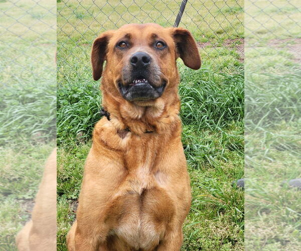 Medium Photo #4 Mutt Puppy For Sale in Anniston, AL, USA