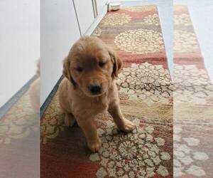 Golden Retriever Puppy for Sale in MERIDIAN, Idaho USA