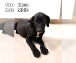 Small #6 Labrador Retriever Mix