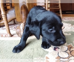 Labrador Retriever Puppy for sale in REED CITY, MI, USA