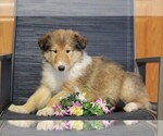 Small Photo #3 Collie Puppy For Sale in APPLE CREEK, OH, USA