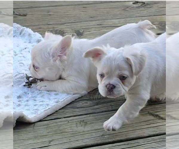 Medium Photo #2 French Bulldog Puppy For Sale in BOSTON, KY, USA
