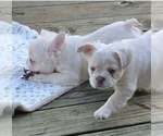 Polar Bear tuck - Male French Bulldog Puppy for Sale - Photo #2