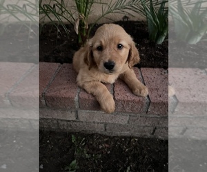 Golden Retriever Puppy for sale in WEST COVINA, CA, USA