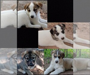 German Shepherd Dog-Siberian Husky Mix Puppy for sale in MORA, MN, USA