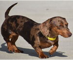 Small #1 Dachshund