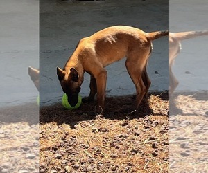 Belgian Malinois Puppy for sale in LANCASTER, CA, USA
