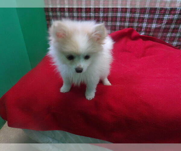 Medium Photo #4 Pomeranian Puppy For Sale in PATERSON, NJ, USA