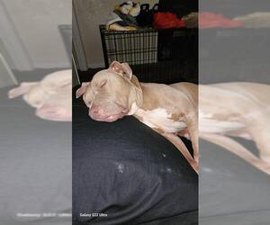American Staffordshire Terrier-Unknown Mix Dogs for adoption in San Antonio, TX, USA