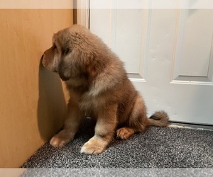 Tibetan Mastiff Puppy for sale in BOTHELL, WA, USA