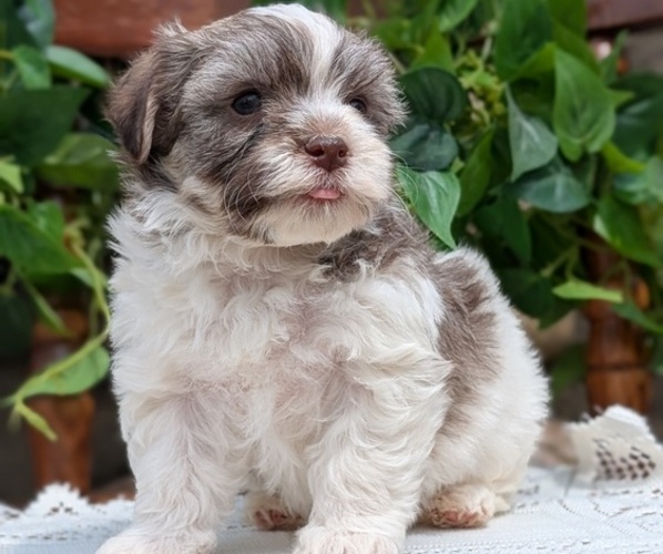 Medium Photo #7 Havanese Puppy For Sale in GOSHEN, IN, USA