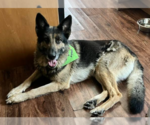 Small #1 German Shepherd Dog