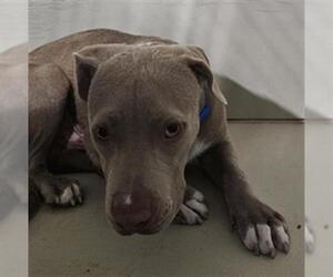American Pit Bull Terrier Dogs for adoption in Bakersfield, CA, USA