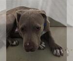 Small American Pit Bull Terrier