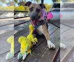 Small #6 American Pit Bull Terrier Mix
