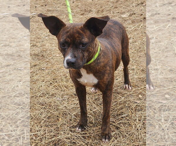 Medium Photo #2 Mutt Puppy For Sale in Wetumpka, AL, USA