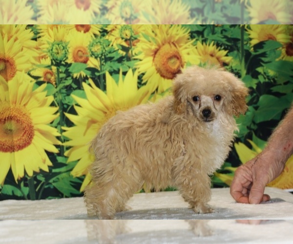 Medium Photo #25 Poodle (Toy) Puppy For Sale in DYERSBURG, TN, USA