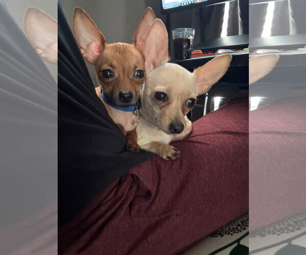 Medium Photo #6 Chihuahua Puppy For Sale in Orlando, FL, USA