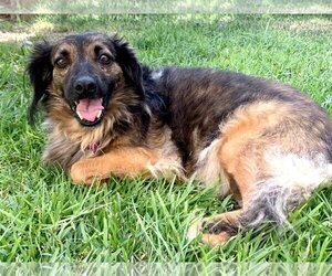 Bambi - Female Colonial Cocker Spaniel-Unknown Mix Dog for Adoption - Photo #2