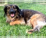 Small #1 Spaniel Mix