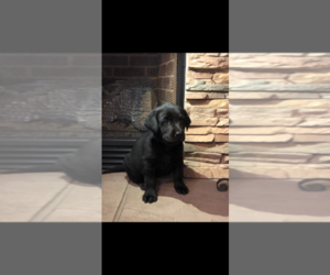 Labrador Retriever Puppy for sale in CONNELLY SPG, NC, USA