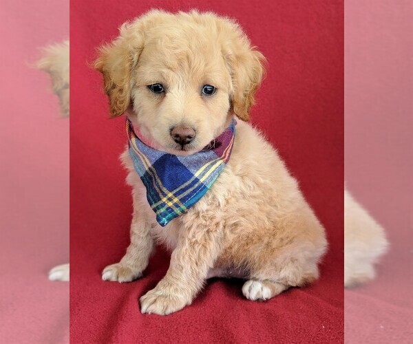 Medium Photo #1 Goldendoodle-Poodle (Miniature) Mix Puppy For Sale in LANCASTER, PA, USA