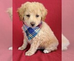 Small Photo #1 Goldendoodle-Poodle (Miniature) Mix Puppy For Sale in LANCASTER, PA, USA