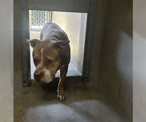 Staffordshire Bull Terrier-Unknown Mix Dogs for adoption in San Bernardino, CA, USA