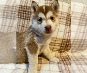 Siberian Husky Puppy for sale in TACOMA, WA, USA