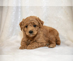 Small Photo #6 Goldendoodle (Miniature) Puppy For Sale in LEOLA, PA, USA