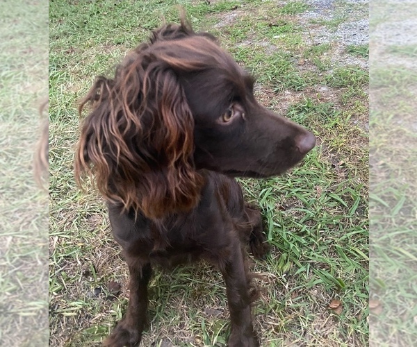 Medium Photo #1 Boykin Spaniel Puppy For Sale in PROSPERITY, SC, USA