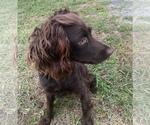 Small Photo #1 Boykin Spaniel Puppy For Sale in PROSPERITY, SC, USA