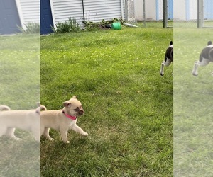 Pom-A-Pug Puppy for sale in FOREST CITY, IA, USA