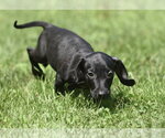 Small Dachshund Mix