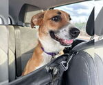 Small #1 Labrador Retriever Mix