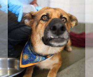 German Shepherd Dog-Unknown Mix Dogs for adoption in San Antonio, TX, USA