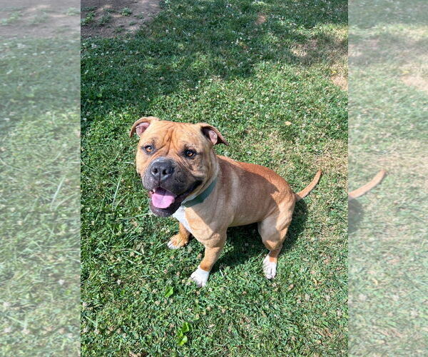 Medium Photo #1 Bulldog-Unknown Mix Puppy For Sale in COLUMBIA, MD, USA