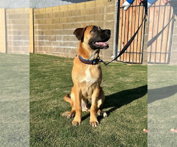 Medium Photo #8 Mastiff-Unknown Mix Puppy For Sale in Goodyear, AZ, USA