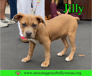 Jilly - Female American Pit Bull Terrier-Unknown Mix Dog for Adoption - Photo #30