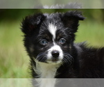 Small #3 Miniature Australian Shepherd