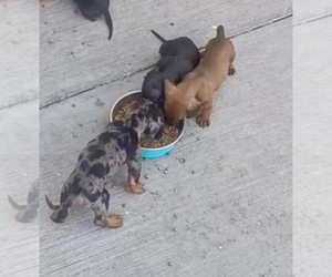 Dachshund Puppy for sale in TEMPE, AZ, USA