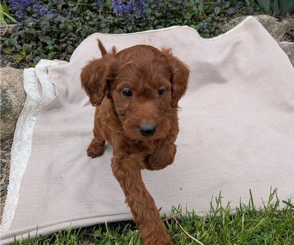 Medium Photo #8 Irish Doodle Puppy For Sale in GOSHEN, IN, USA