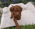 Small Photo #8 Irish Doodle Puppy For Sale in GOSHEN, IN, USA