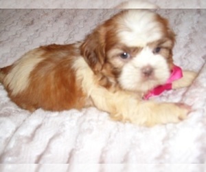 Shih Tzu Puppy for sale in JACKSON, MS, USA