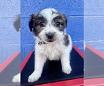 Small Photo #2 Mutt Puppy For Sale in Marina Del Rey, CA, USA