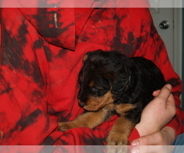 Medium Photo #7 Airedale Terrier Puppy For Sale in CHARLESTOWN, IN, USA